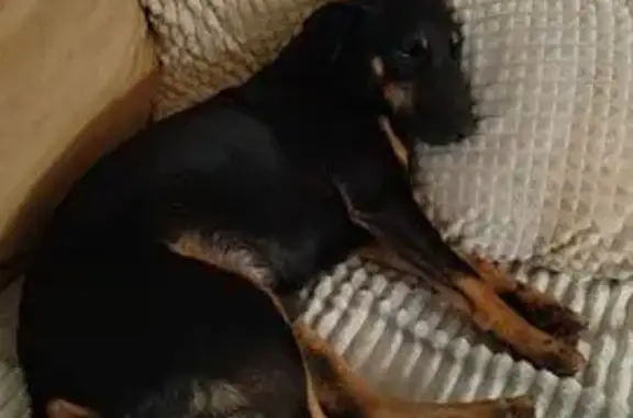 Пропала собака, ул. Новикова 32Б, Екатеринославка