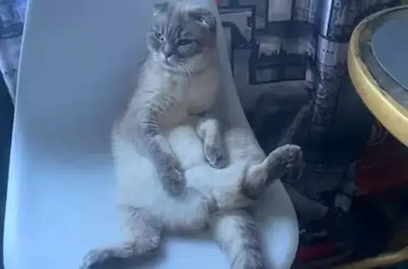 Пропала кошка, Якутская ул. 55, Якутск