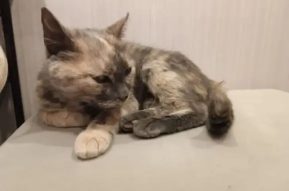 Кошка найдена, ул. Сергея Лазо, 27