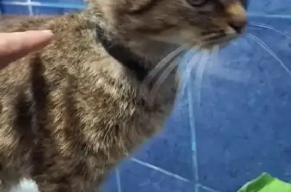 Найдена кошка, Новосибирск, фото: Кошка найдена, ул. Немировича-Данченко