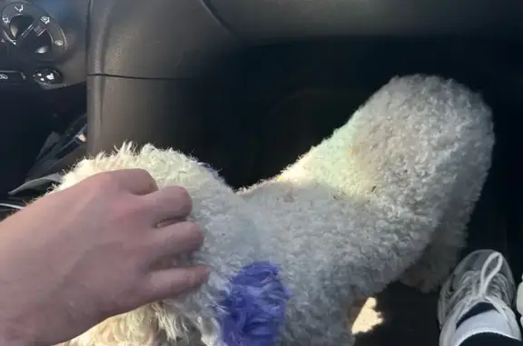 Найдена собака, Иркутск, фото: Бишон фрезе найдена на ул. Лётчиков, 8