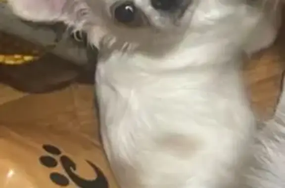 Пропала собака, Воровского, МО