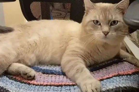 Пропала кошка, Козино 46Н-04630