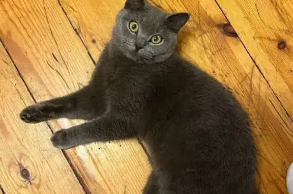 Пропала кошка, Балябина 46, Чита