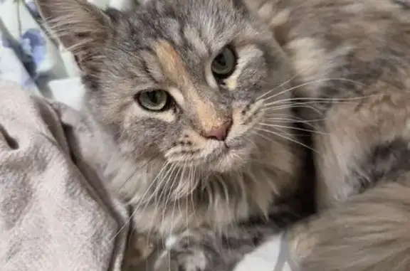 Найдена кошка, Москва, фото: Найдена кошка, Долгопрудненское ш. 6А