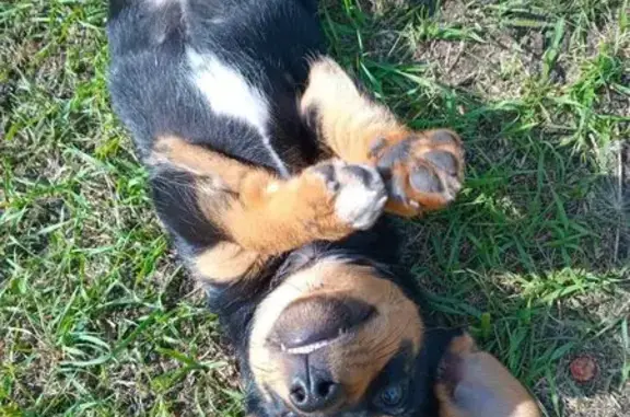 Пропала собака, ул. Ленина 182, Катайск