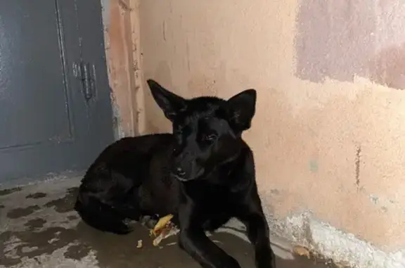 Найдена собака, Рязань, фото: Собака найдена: ул. 2-е Бутырки, 9, Рязань