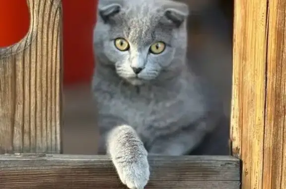 Пропала кошка: Первомайская, 164, Черемхово