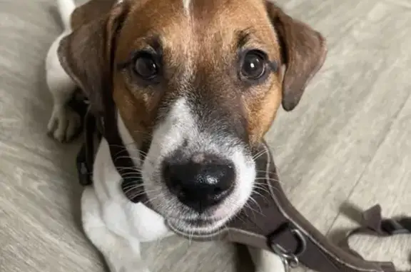 Найдена собака, Архангельск, фото: Найдена собака на ул. Зеньковича, Архангельск