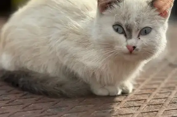 Кошка найдена, Барнаул, Алтайский край