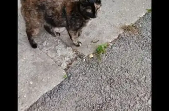 Пропала кошка, Юбилейная 147, Березники