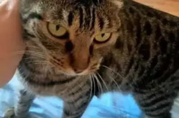 Пропала кошка, Саянская ул., Дивногорск