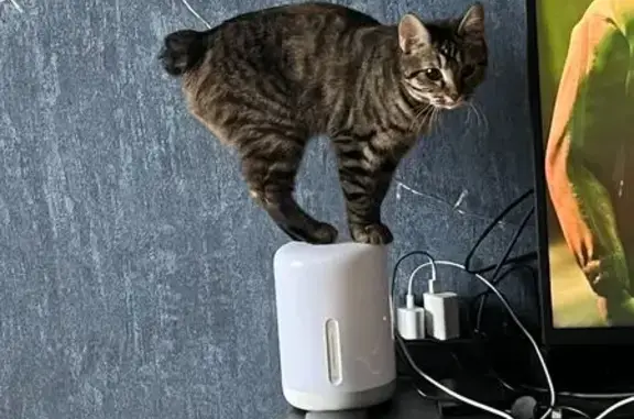 Кошки потеряшки, , фото: Потеряшка кошка, Лысково, МО