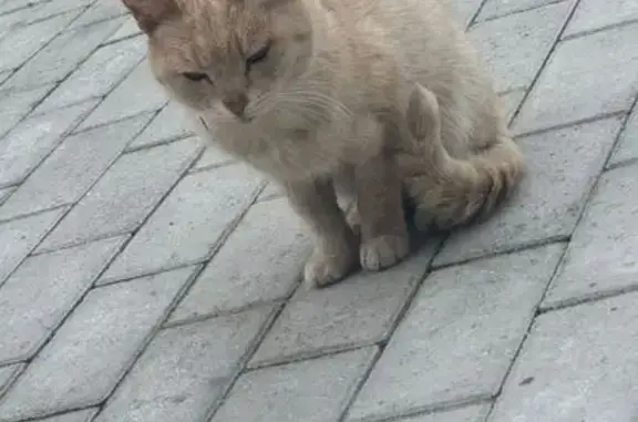 Найденные животные Вологодская область, фото: Котик найден на Дворцовой, Вологда