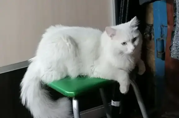 Пропала кошка, Чебоксары, ул. 40 лет Октября