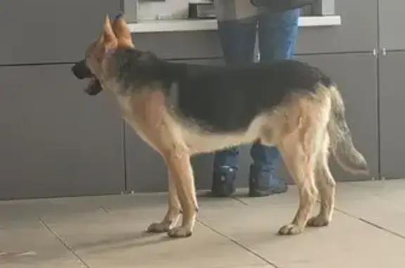 Найдена собака, Красноярск, фото: Найдена собака, Свердловская 2/2, Крск