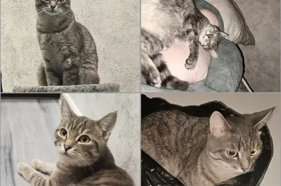 Пропала кошка, ул. Гагарина, 32А, Челябинск