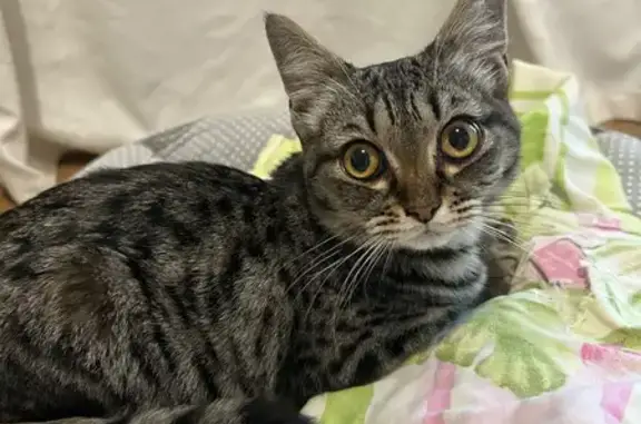 Кошка найдена: Дербышевский 24, Томск