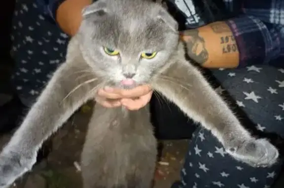 Найдена кошка, Тамбов, фото: Кошка найдена: Интернациональная ул., Тамбов