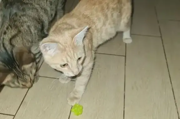 Кошки потеряшки, Жуковский, фото: Потеряшка кошка, ул. Дугина 22, Жуковский