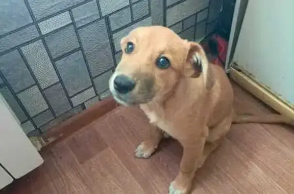 Собаки потеряшки, Новомосковск, фото: Потеряшка собака, ул. Мира 3Д, Новомосковск