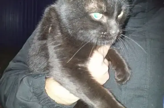 Найдена кошка, , фото: Чёрный кот у Пятёрочки, Тепличная 32