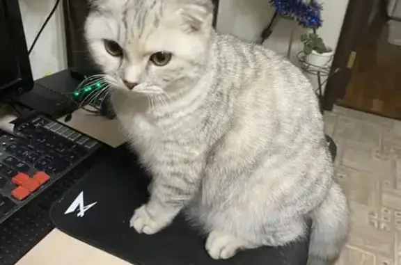 Пропала кошка, Гоньбинский тракт, Алтай 