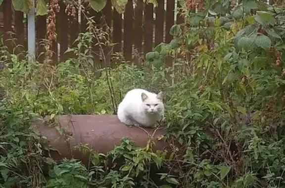 Кошка найдена на Мясницкой, 5А, Кострома