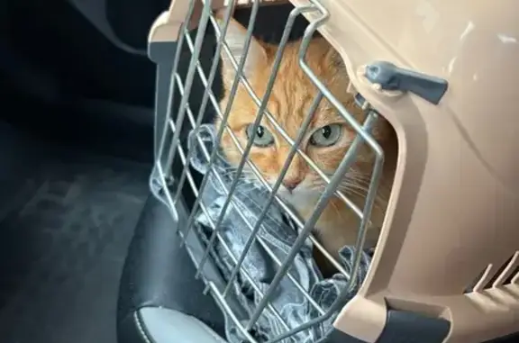 Найдена кошка, Темрюк, фото: Кошка найдена: Октябрьская ул, 108, Темрюк