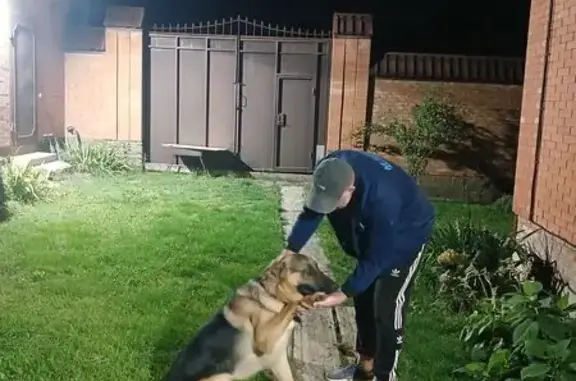 Овчарка найдена: пер. Андромеды, Верхнетемерницкий