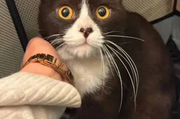 Найдена кошка, Омск, фото: Кошка найдена: ул. Степанца, 6А, Омск