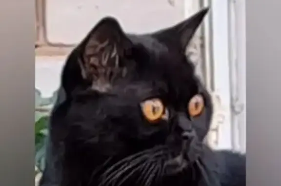 Кошки потеряшки, Гатчина, фото: Потеряшка кот Тоша, ул. Русинова, 8, Гатчина