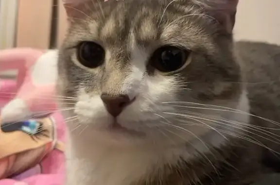 Пропала кошка, ул. Королёва 19, Воткинск