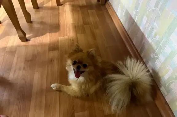 Собаки потеряшки, Новосибирск, фото: Потеряшка собака, Троллейная 3/1, Нск