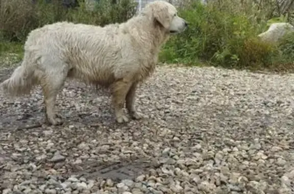 Найдена собака, Московская область, фото: Светлый Рет-Ривер найден в Вельмогово