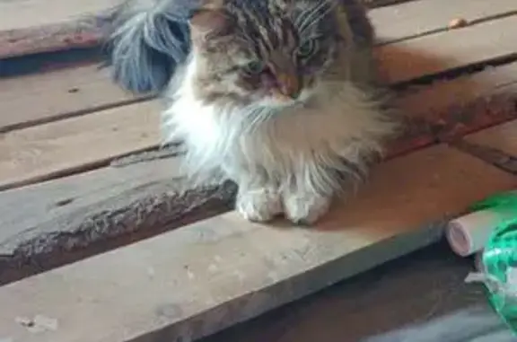 Найдена кошка, Петрозаводск, фото: Кошка найдена в Карелии, ищем хозяев