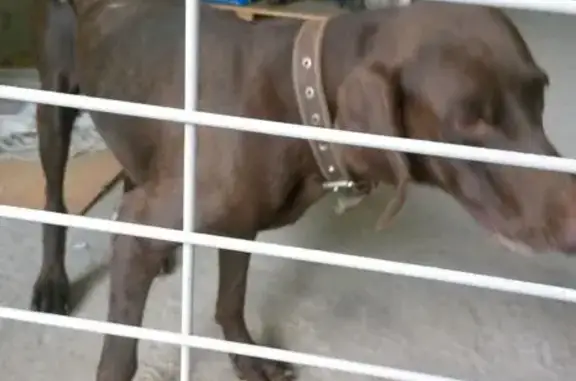 Собака найдена: ул. Мачуги, 174