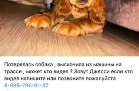 Пропала собака, Иншинский, Тульская обл.