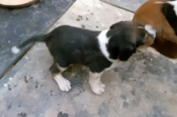 Пропала собака, Тупиковая ул., 6, Волжский