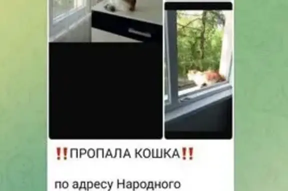 Кошки потеряшки, Санкт-Петербург, фото: Потеряшка кошка, пр. Нар. Ополчения, СПб
