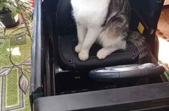 Пропала кошка, Пролетарская ул., Пушкино