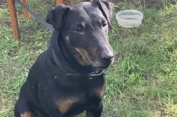 Собаки потеряшки, Ярославская область, фото: Потеряшка собака в Отрадновском СП, Ярославль