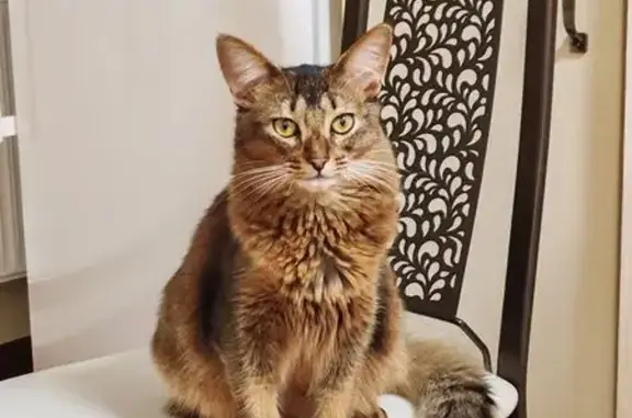 Кошки потеряшки, Таганрог, фото: Потеряшка кошка, Кленовая ул., Таганрог