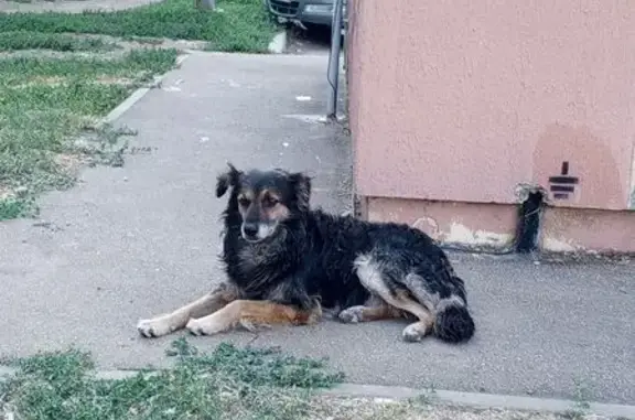 Найдена собака, Кореновская ул., Краснодарский край