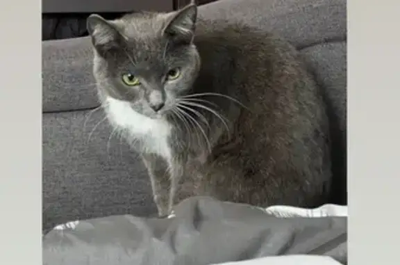 Кошка найдена: ул. Софьи Перовской, 48/1