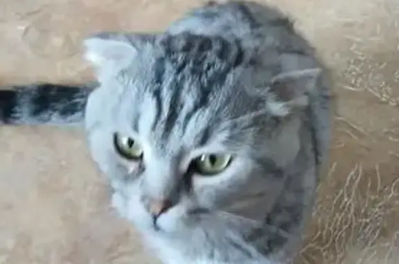 Кошка найдена: Солнечногорская 8, Уфа