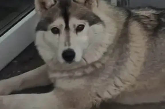 Пропала хаска, Синий Утёс, Томская обл.