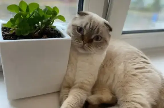 Кошки потеряшки, Южно-Сахалинск, фото: Потеряшка кошка на Есенина, 50, Южно-Сахалинск