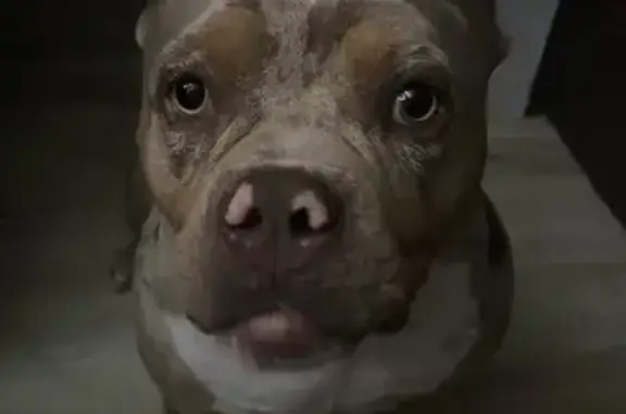 Пропала собака, Сочи, ул. Кутаисская