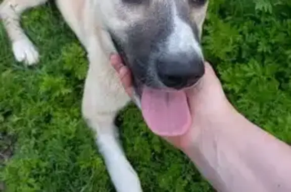 Собаки потеряшки, Старомышастовская, фото: Потеряшка собака, ул. Сады Южные, Ст. Старомышастовская